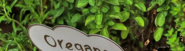Jak kwitnie oregano? Wszystko o jego pięknych kwiatach i pielęgnacji