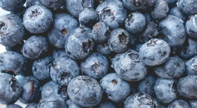 Ile można zarobić na borówce amerykańskiej? Sprawdź stawki i realia