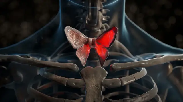 Grasica - lokalizacja i rola narządu w organizmie