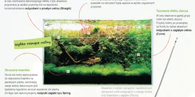 Jak przycinać rośliny w akwarium: Krok po kroku dla zdrowego zbiornika