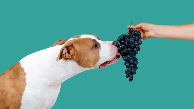 Czy pies może jeść winogrona bezpestkowe? Uwaga na zagrożenia!