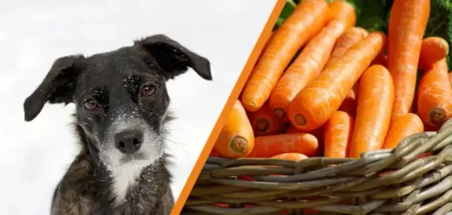 Czy pies może jeść gotowaną marchewkę? Korzyści, przeciwwskazania i porady
