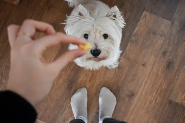 Czy psy mogą jeść ser żółty? Sprawdź bezpieczeństwo i korzyści!