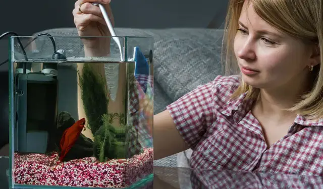 Skuteczne metody na usunięcie kamienia z akwarium bez uszkodzeń