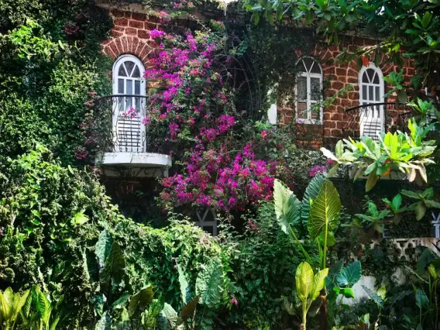 Kiedy sadzić bluszcz na balkonie, aby uniknąć błędów w uprawie?