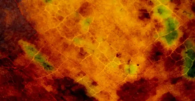 Zapiekanka ze szpinakiem i suszonymi pomidorami - Prosty przepis