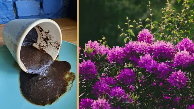 Jakie kwiaty kochają fusy z kawy? Sekret naturalnego nawozu dla pięknych roślin