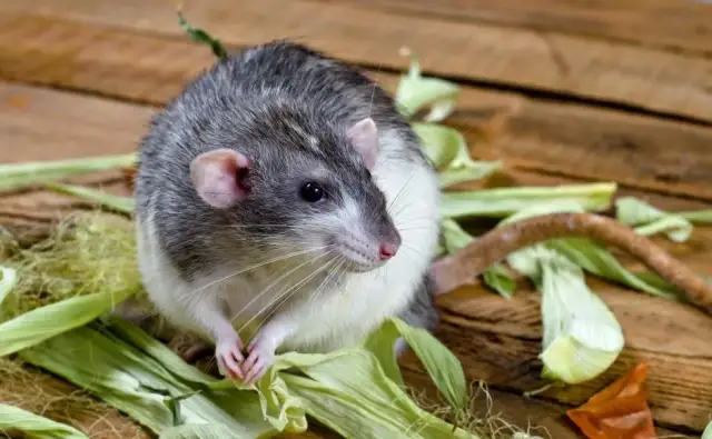 Jak wytresować szczura: skuteczne metody i budowanie zaufania