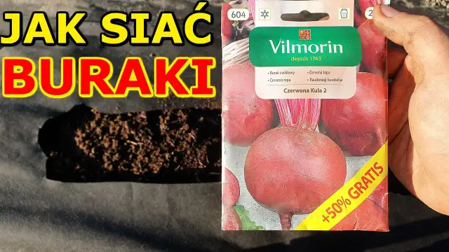 Jak sadzić buraki - proste kroki, aby uniknąć błędów w uprawie