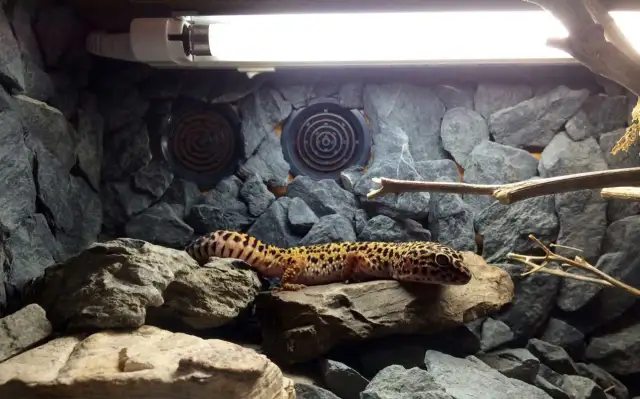 Oświetlenie w terrarium - ważne wskazówki