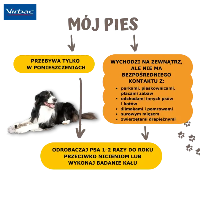 Odrobaczanie psa na czczo czy po jedzeniu – co jest skuteczniejsze?