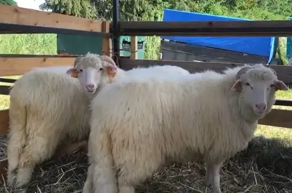 Cakiel podhalański - fascynująca rasa owiec z polskich gór i jej tajemnice