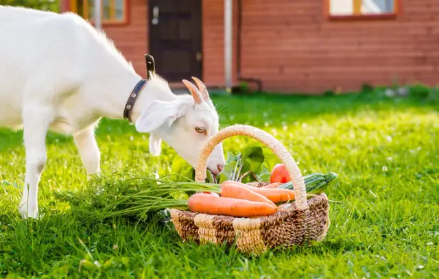 Czy ser kozi ma laktozę? Sprawdź, czy jest bezpieczny dla Ciebie