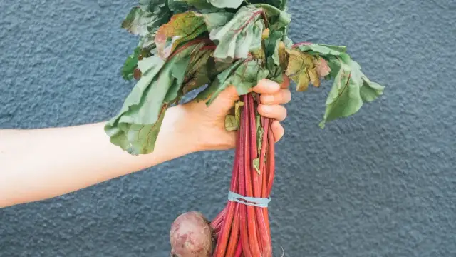 Qué se planta en septiembre: las mejores hortalizas para tu huerto