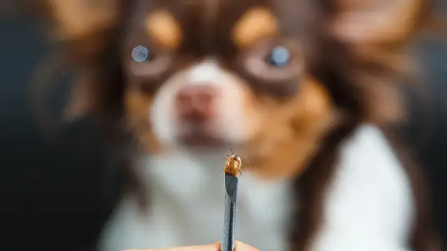 Co zrobić po wyciągnięciu kleszcza, aby uniknąć zakażeń i bólu