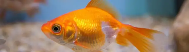 Wie alt wird ein Goldfisch im Teich? So verlängern Sie seine Lebensdauer