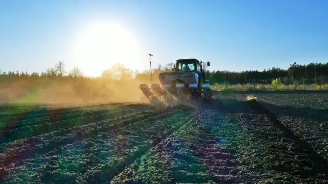 Jak siać kukurydzę: Kluczowe wskazówki dla udanego siewu
