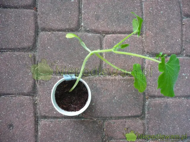 Kiedy sadzić sadzonki cukinii, aby uniknąć przymrozków?