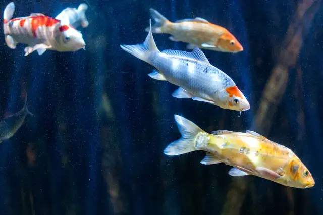 Oceanarium Chrusty - Niezapomniane atrakcje i ciekawe gatunki ryb