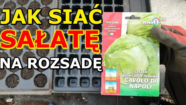 Jak siać sałatę na rozsadę, aby uniknąć najczęstszych błędów