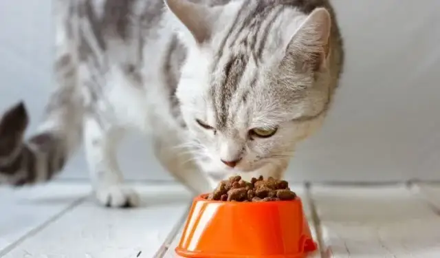 Czy kot może jeść mięso z rosołu? Bezpieczne zasady żywienia dla kota