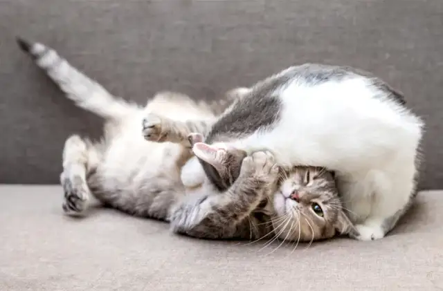 Jak rozpoznać płeć kotka – proste sposoby, które musisz znać