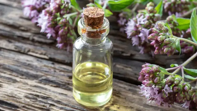 Czy oregano jest zdrowe? Odkryj jego niezwykłe właściwości zdrowotne