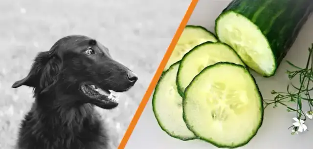 Czy pies może jeść ogórki zielone? Poznaj korzyści i zagrożenia