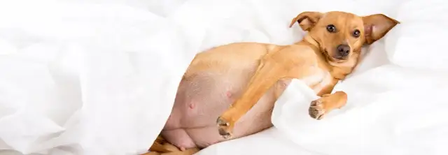 Pies w ciąży nie je przed porodem - sprawdzona lista objawów i porady