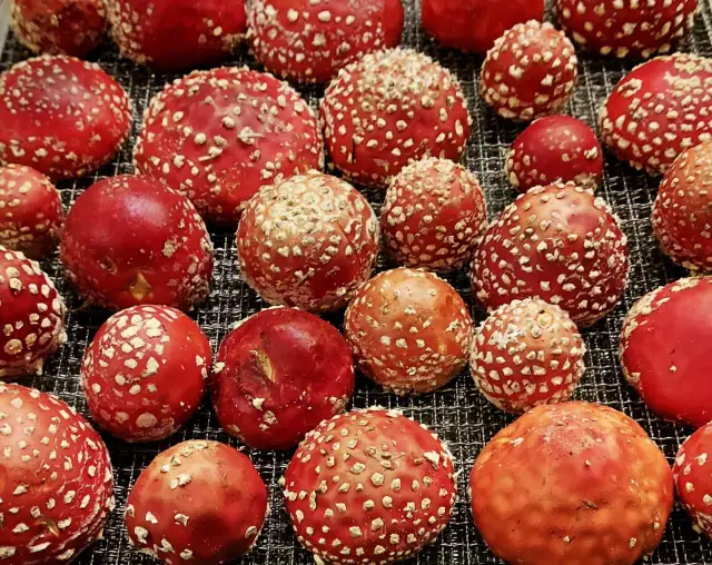 Jak rozpoznać kapelusz muchomora czerwonego - wszystko o wyglądzie grzyba