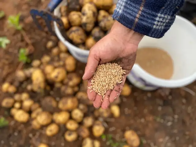 Kiedy siać poplon, aby uniknąć błędów i zapewnić najlepsze plony