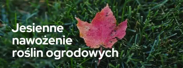 Jaki nawóz na jesień na działkę? Kluczowe informacje dla ogrodników