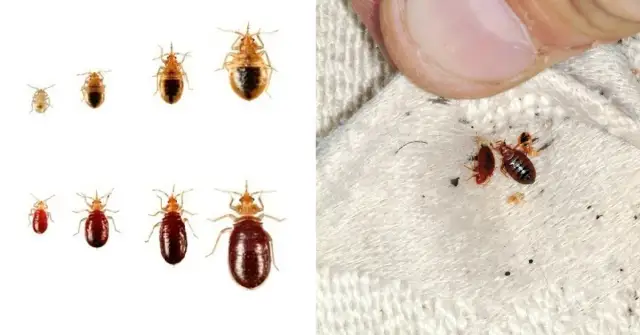 Pluskwy w ubraniach - skuteczne sposoby na pozbycie się szkodników