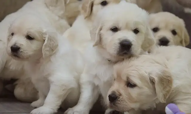 Ile można zarobić na hodowli psów? Poznaj realne koszty i zyski hodowcy