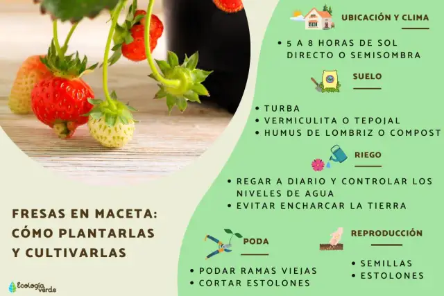 Cuando plantar fresas en maceta para asegurar su crecimiento exitoso