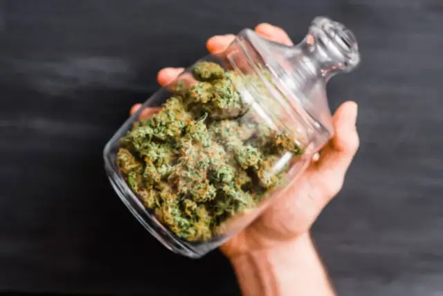 Czy medyczna marihuana zawiera THC? Poznaj jego wpływ na zdrowie