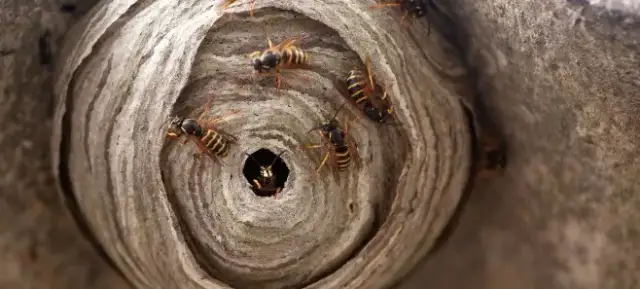 Skuteczne metody na usunięcie os z tarasu - poradnik pełen wskazówek