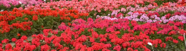 Kiedy sadzić pelargonie do gruntu, aby uniknąć przymrozków?