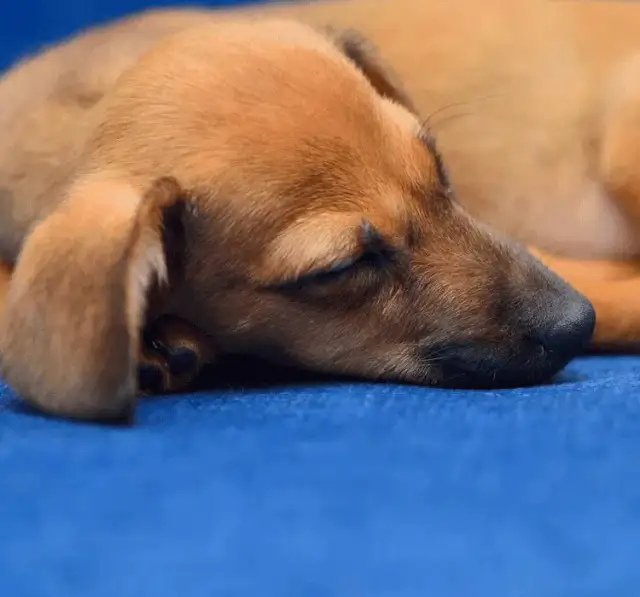 Jak długo śpi szczeniak? Odkryj zaskakujące fakty o ich snach