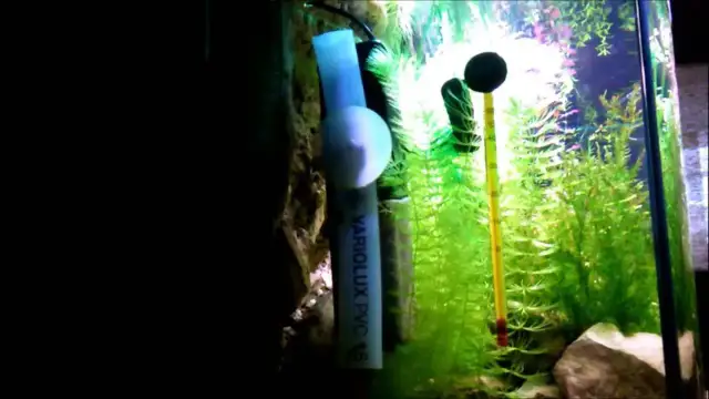 Jak wyciszyć filtr wewnętrzny w akwarium i cieszyć się ciszą