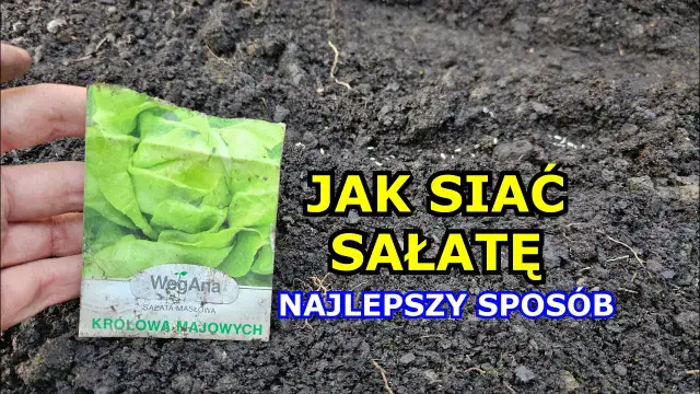 Jak siać sałatę do gruntu: proste techniki i najlepsze terminy siewu