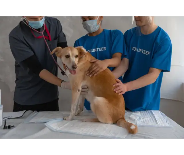 Jak działa tabletka na odrobaczanie psa: skuteczność i mechanizm