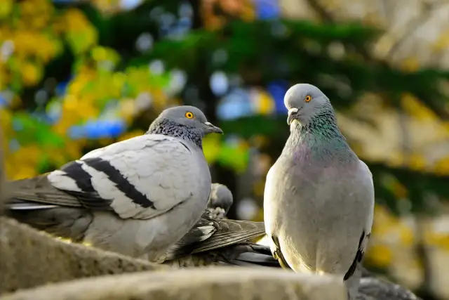 Ile żyją gołębie? Odkryj zaskakujące fakty o ich długości życia