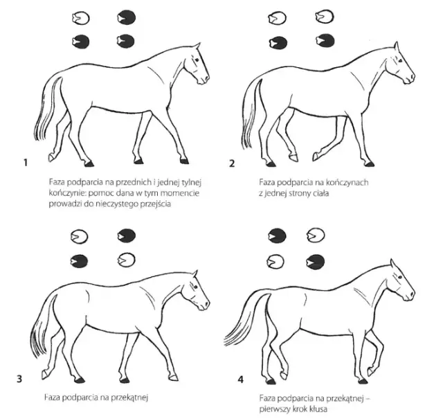 Jak ruszyć konia do kłusa: skuteczne techniki dla początkujących