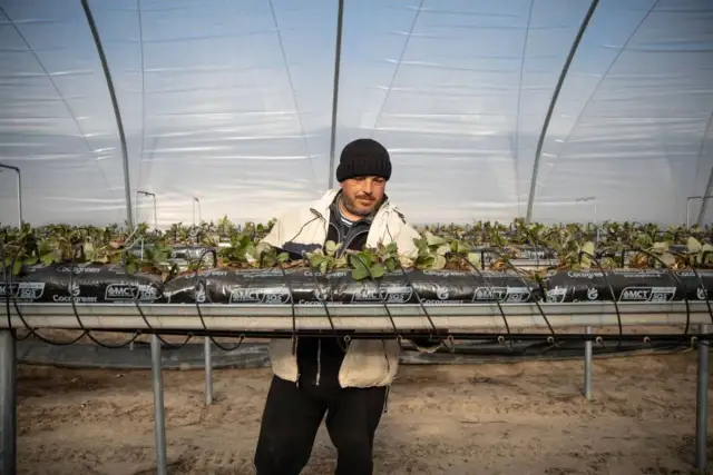 Ile można zarobić na zbiorach za granicą? Zaskakujące stawki pracy