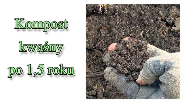 Jak zrobić kwaśny kompost, aby rośliny kwasolubne były zdrowe i silne