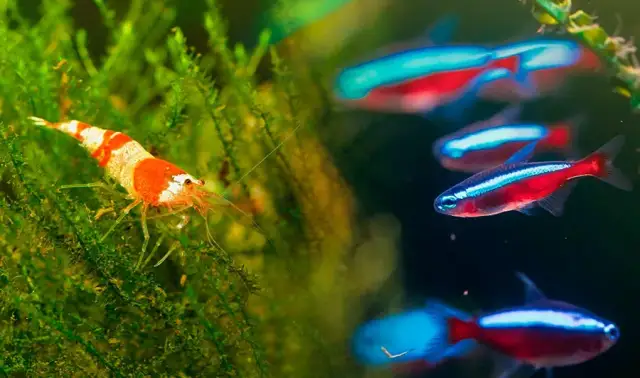 Gambas acuario: cuida y disfruta de estas hermosas mascotas acuáticas