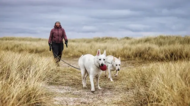 Mit Hund nach Dänemark: Wichtige Tipps und Anforderungen für die Reise