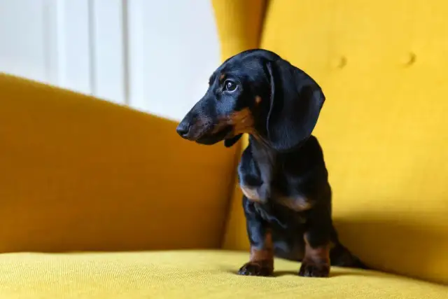 Co powinien umieć 4 miesięczny szczeniak? Kluczowe umiejętności dla zdrowego rozwoju