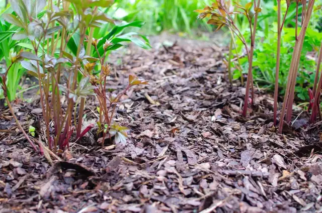 Gdzie kupić korę ogrodową i nie przepłacić? Sprawdź najlepsze opcje!